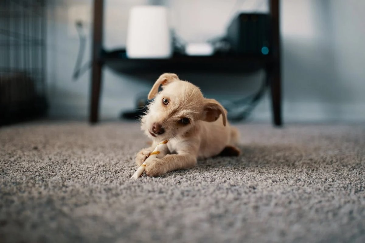 Tan-colored puppy chewing bone on living room carpeting