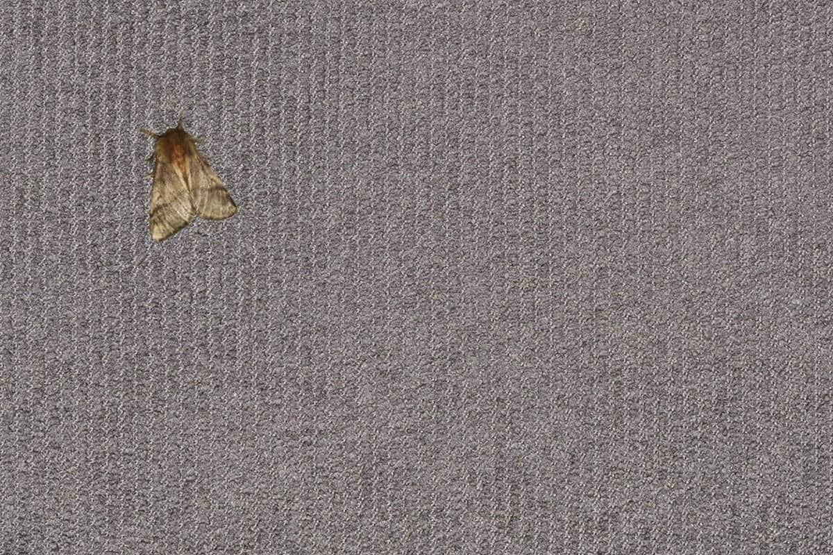 Brown moth on gray low-pile carpeting