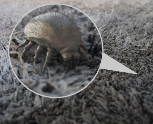 Microscopic image illustration of a dust mite