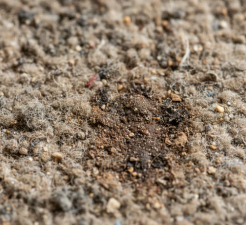 moldy/dirty carpet close up