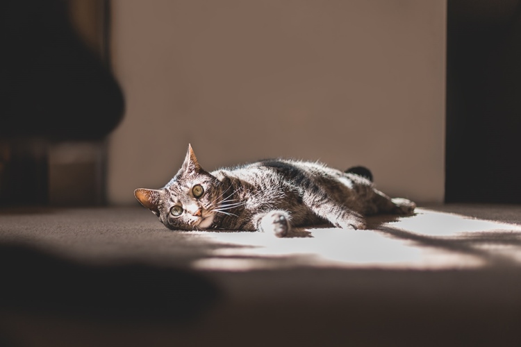 Striped gray cat in sunny spot on beige carpeting