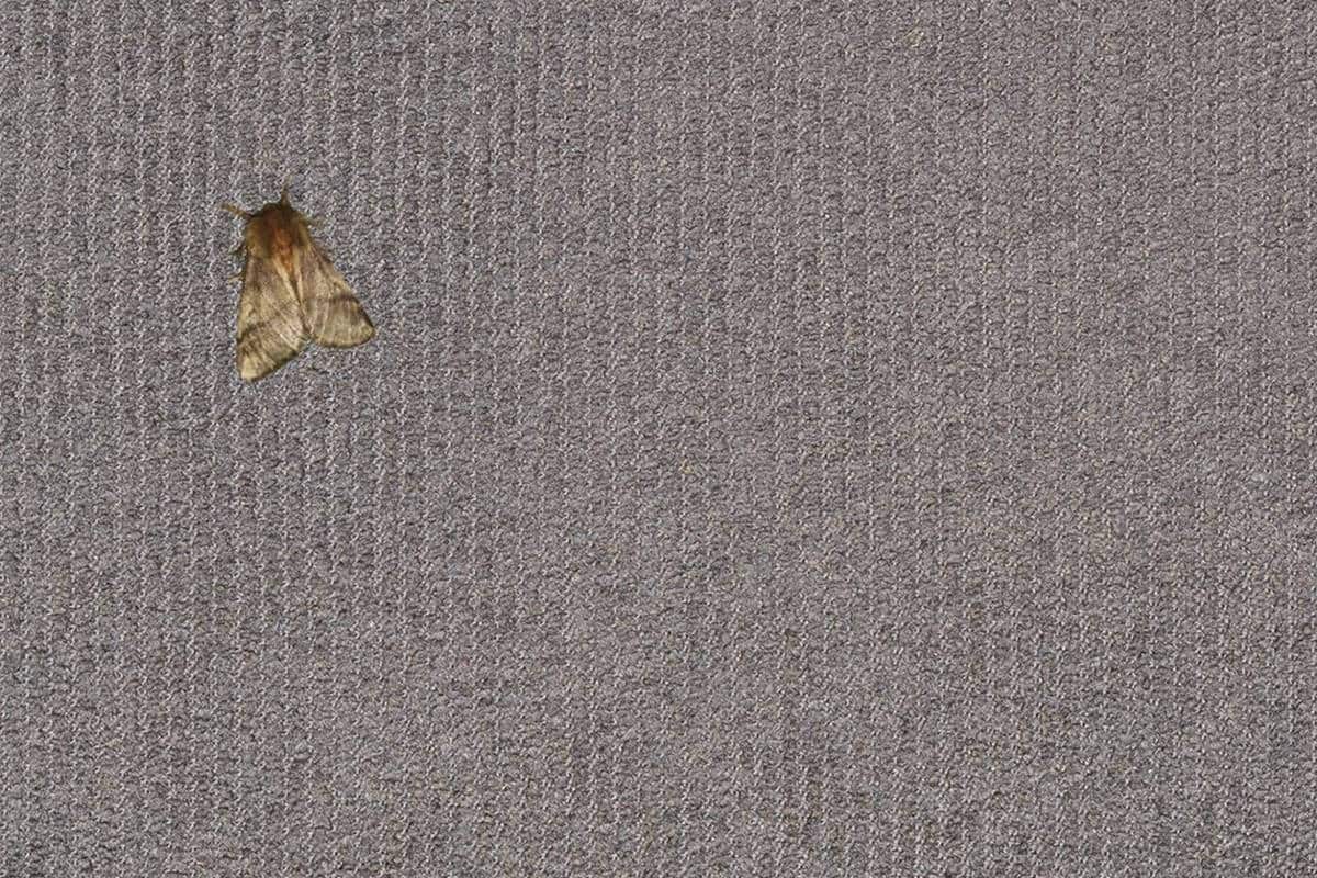Brown moth on gray low-pile carpeting