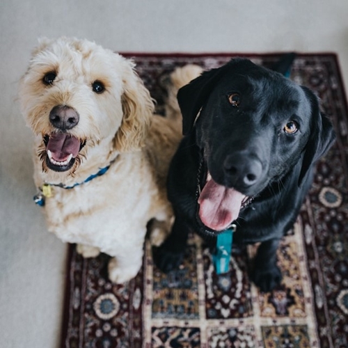 Tan-colored cocker spaniel beside black lab on Persian rug in carpeted room