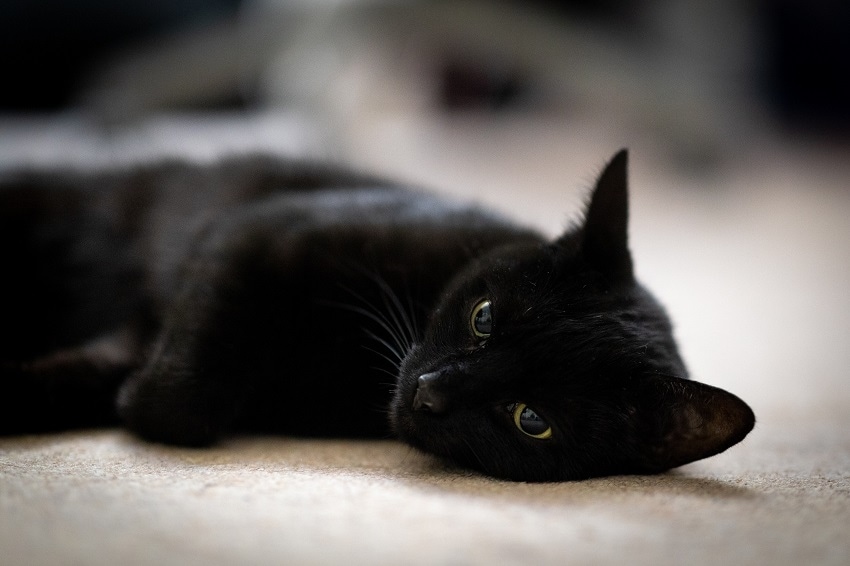 Black Housecat Relaxing on White Carpeting in Westminster Home