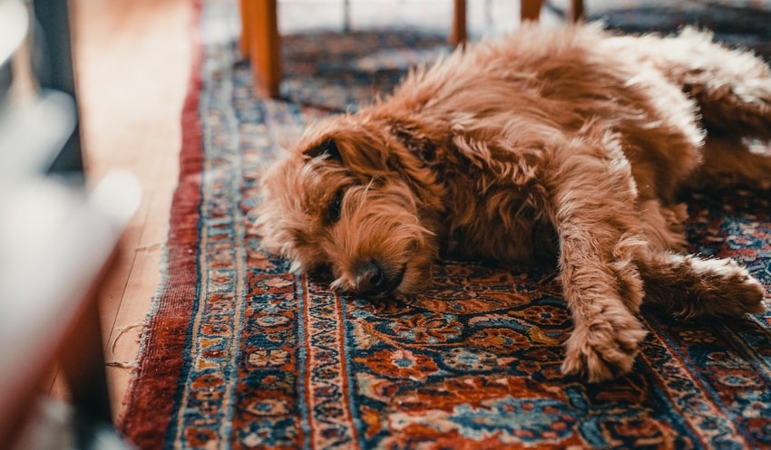 Brown dog sleeps on musty Persian rug in Denver-area home