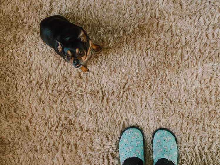 Black and brown chihuahua on beige shag carpeting staring upward beside owner's feet