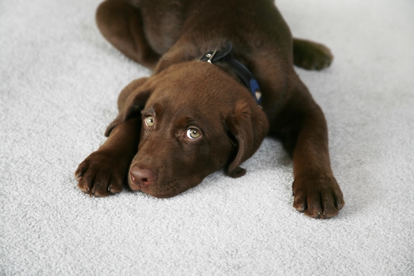 Dog Laying on White Carpet