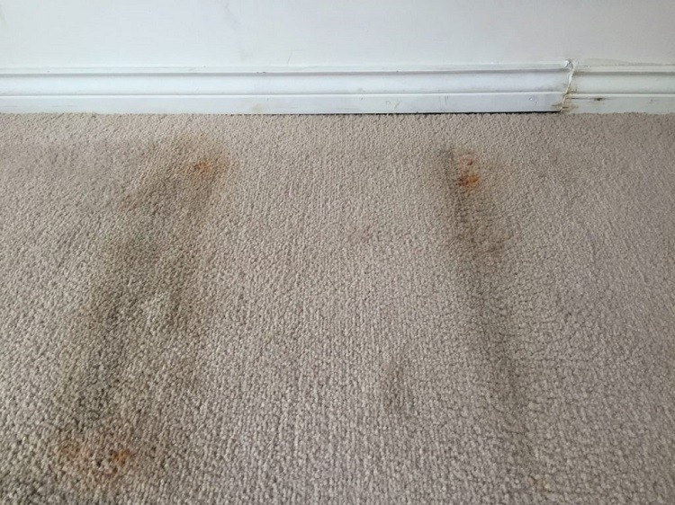 Moldy white carpeting in white room of home