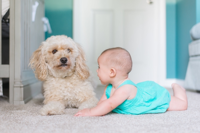Smiling baby crawling across professionally steam-cleaned white carpeting toward small, white dog