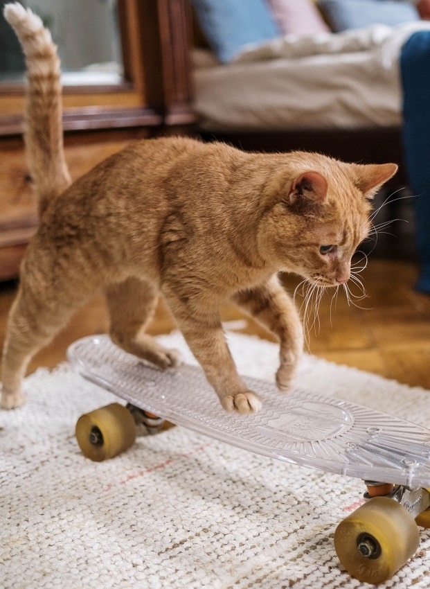 Orange tabby cat skateboarding across clean, white textured rug in bedroom
