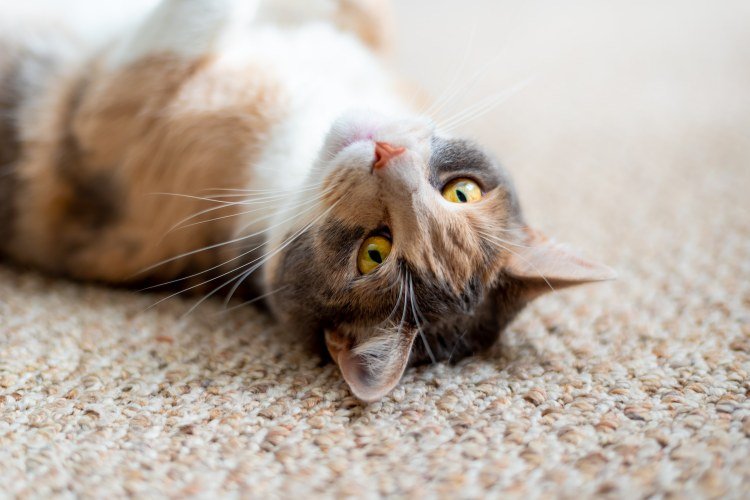 Short-haired tabby cat laying on white carpeting in sunlit room