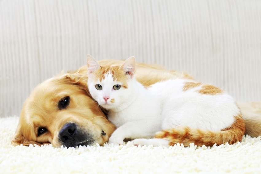 Pets Relaxing On Carpeting