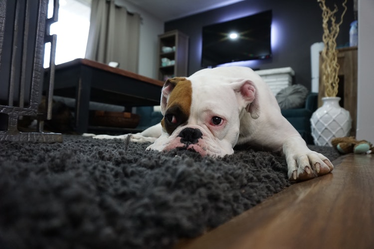Sad bulldog laying on shag rug in living room